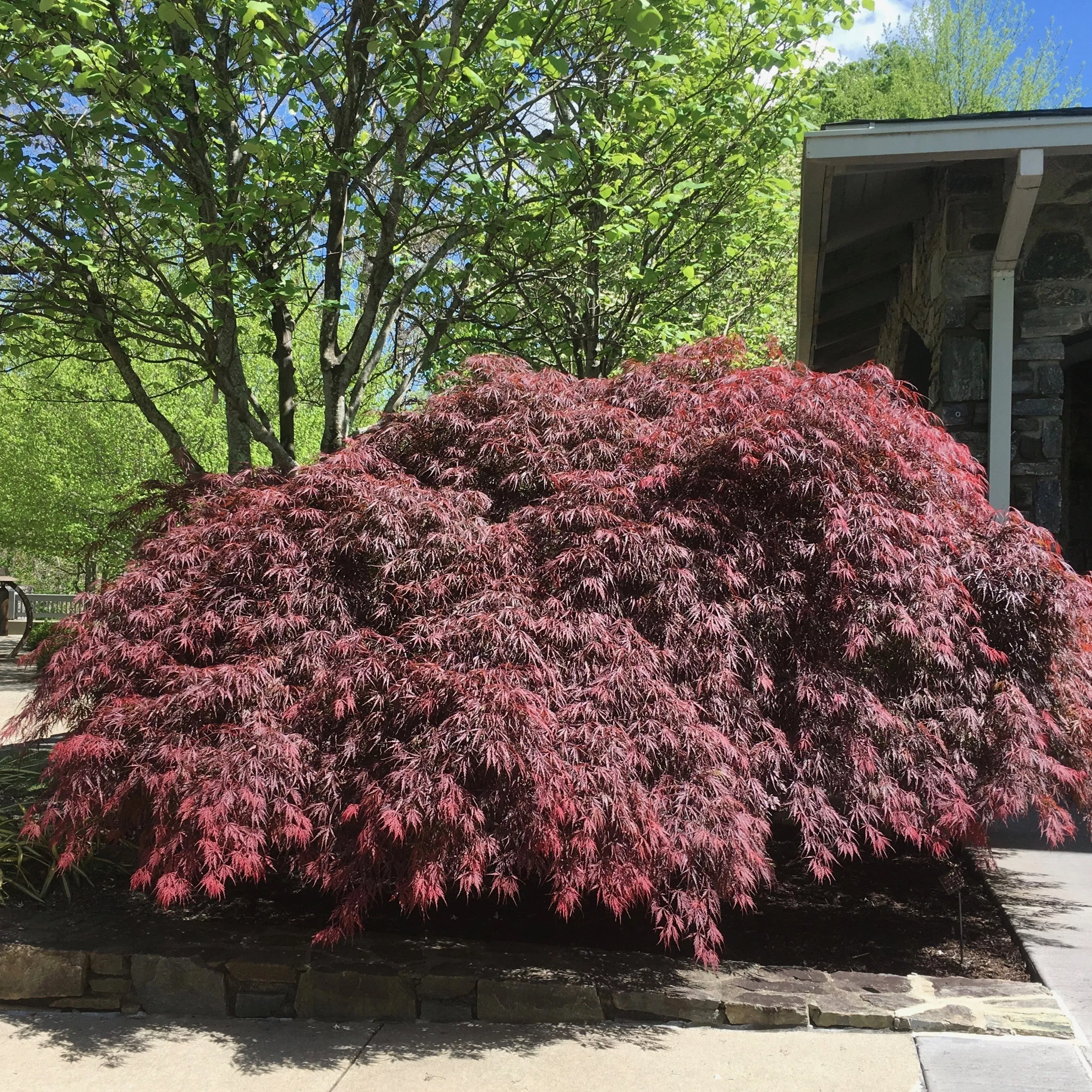 Acer palmatum var. dissectum 'Tamukeyama'- Tamukeyama Japanese Maple