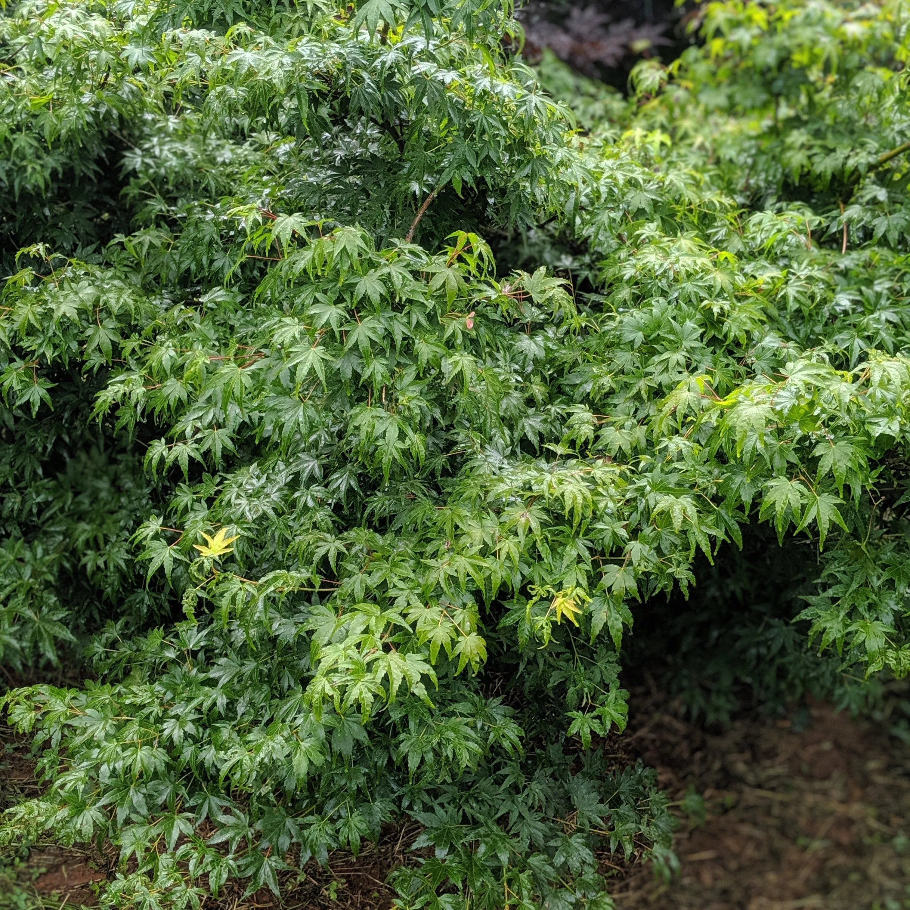 Acer palmatum var. dissectum 'Waterfall'- Waterfall Japanese Maple
