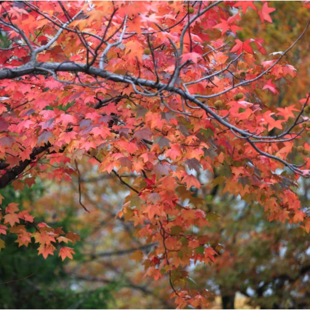Acer r Florida Flame Maple #15