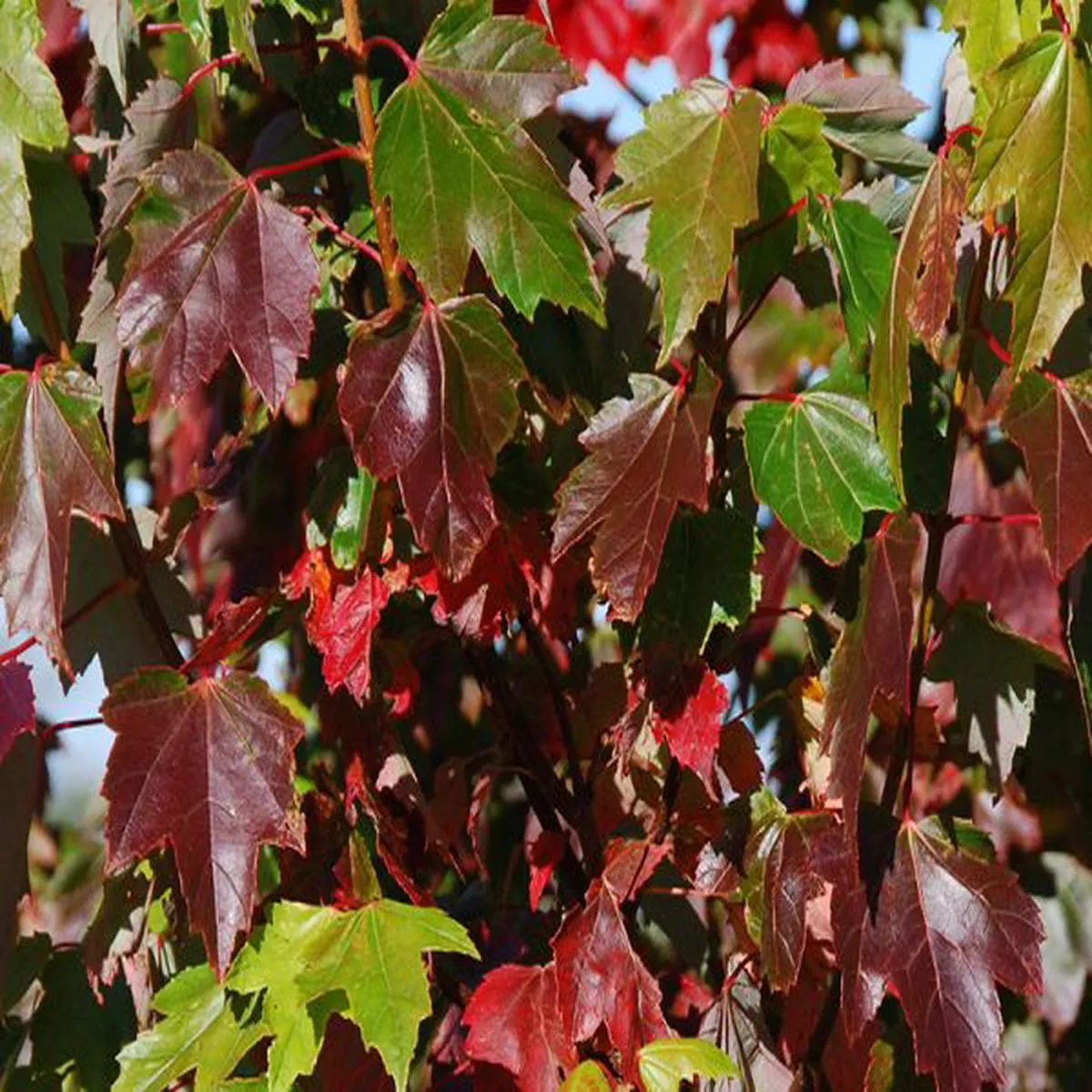 Acer rubrum BrandywineMaple
