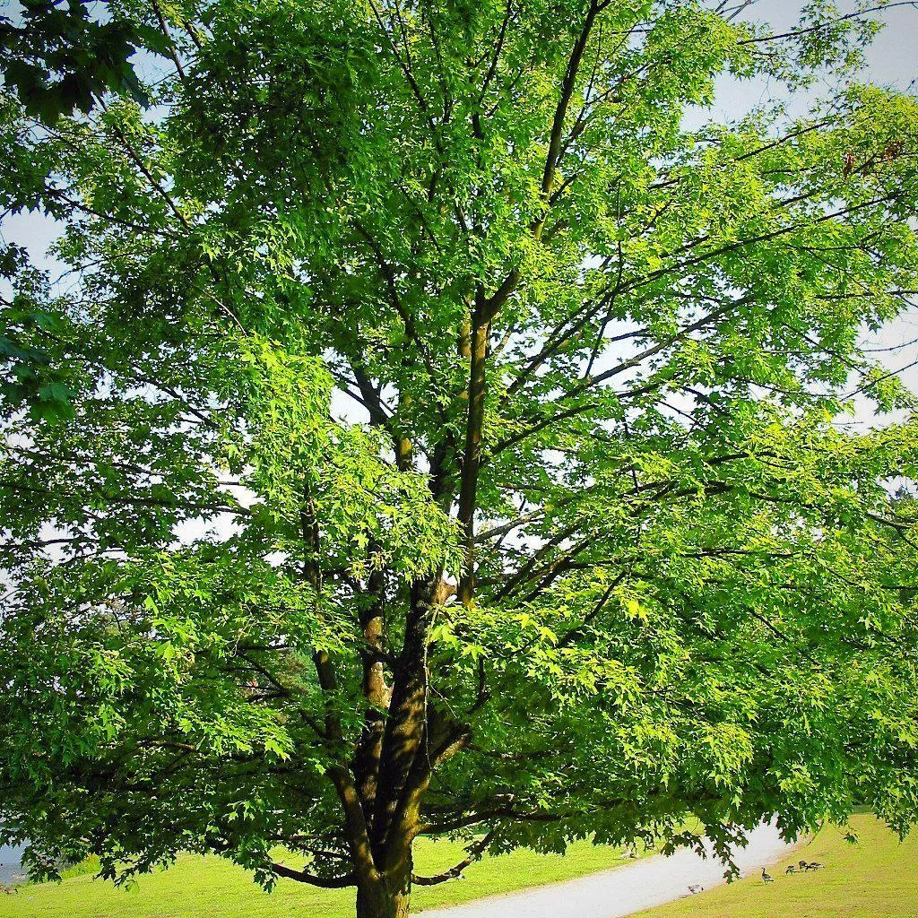 Acer Saccharum / Sugar Maple