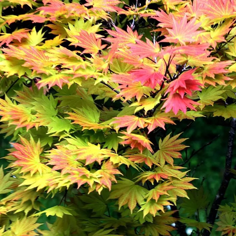 Acer shirasawanum 'Autumn Moon'- Autumn Moon Japanese Maple