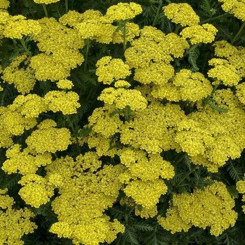 Achillea ’Firefly Sunshine’- Firefly Sunshine Yarrow