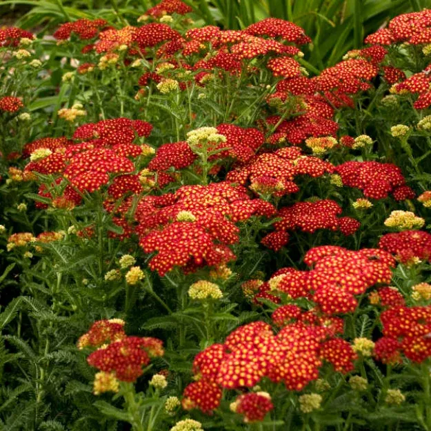 Achillea Millefolium 'Strawberry Seduction- Large Clusters of Long[EG]