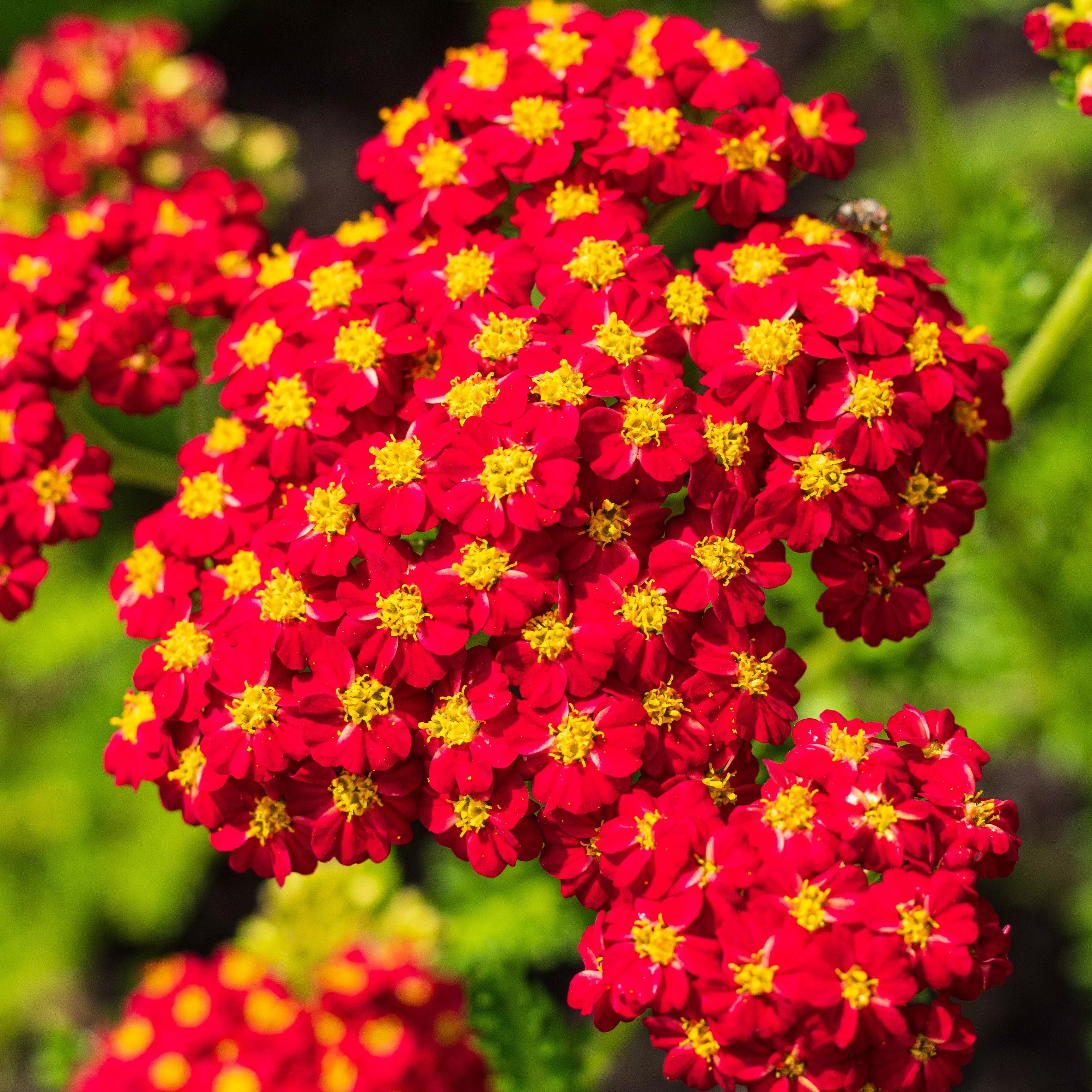 Achillea millefolium 'Strawberry Seduction'- Strawberry Seduction Yarrow
