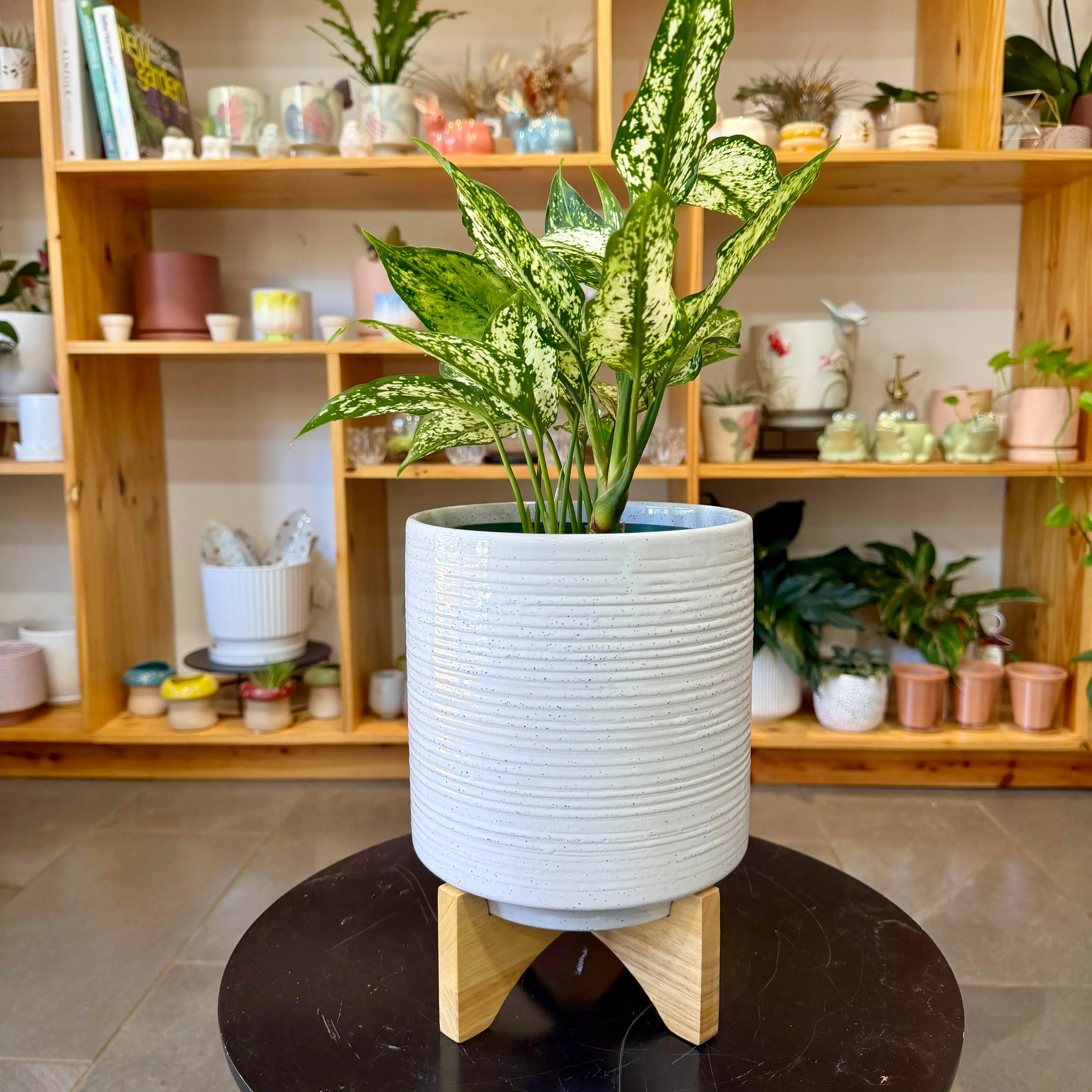 Ackerly Pot with Wood Stand