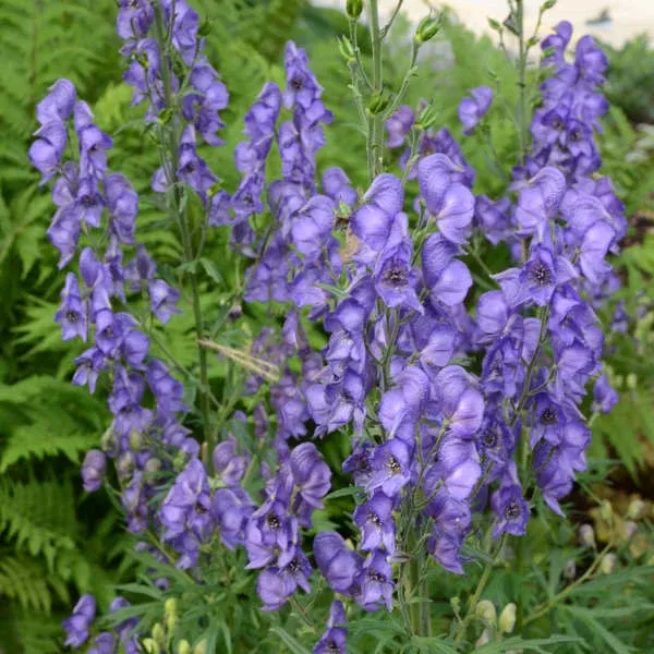 Aconitum Fischeri
