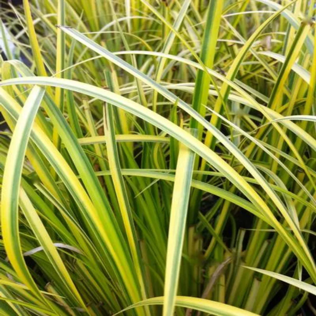 Acorus gramineus 'Ogon' Golden Variegated Sweet Flag Multipack