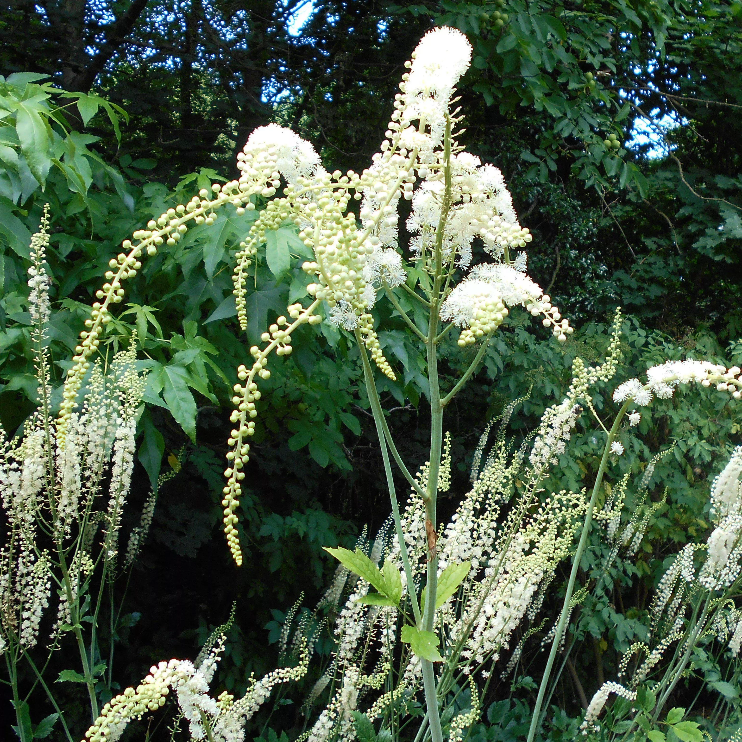 Actaea racemosa- Black Cohosh