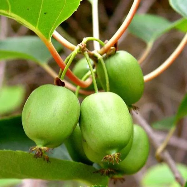 Actinidia arguta 'Issai'- Issai Mini Kiwi