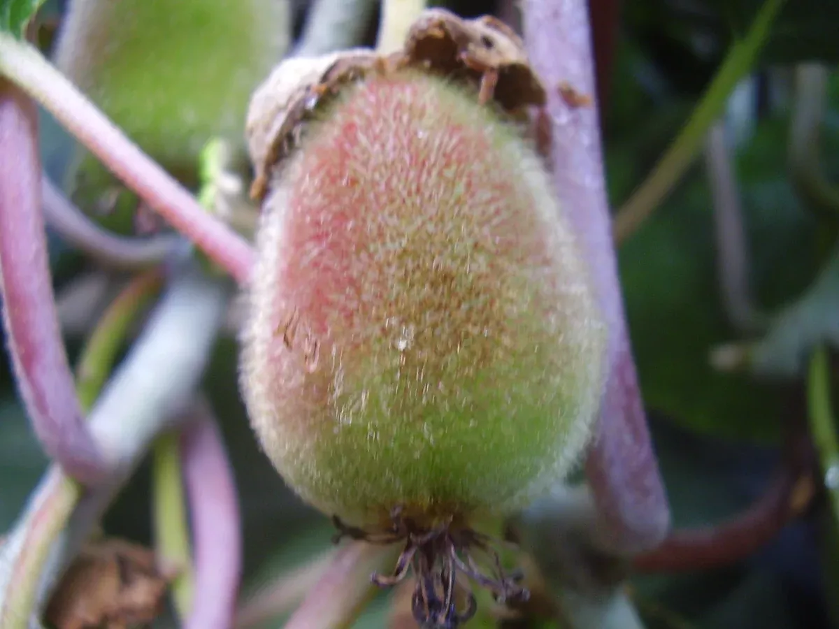 Actinidia deliciosa 20 Seeds - Kiwifruit