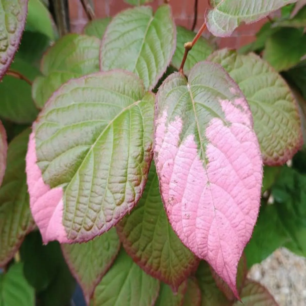 Actinidia kolomiktaArctic Kiwi
