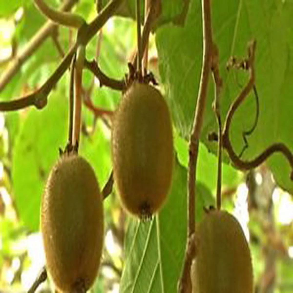 ACTINIDIA SOLO CLT 10 H 200 – 250 CM (Kiwi)