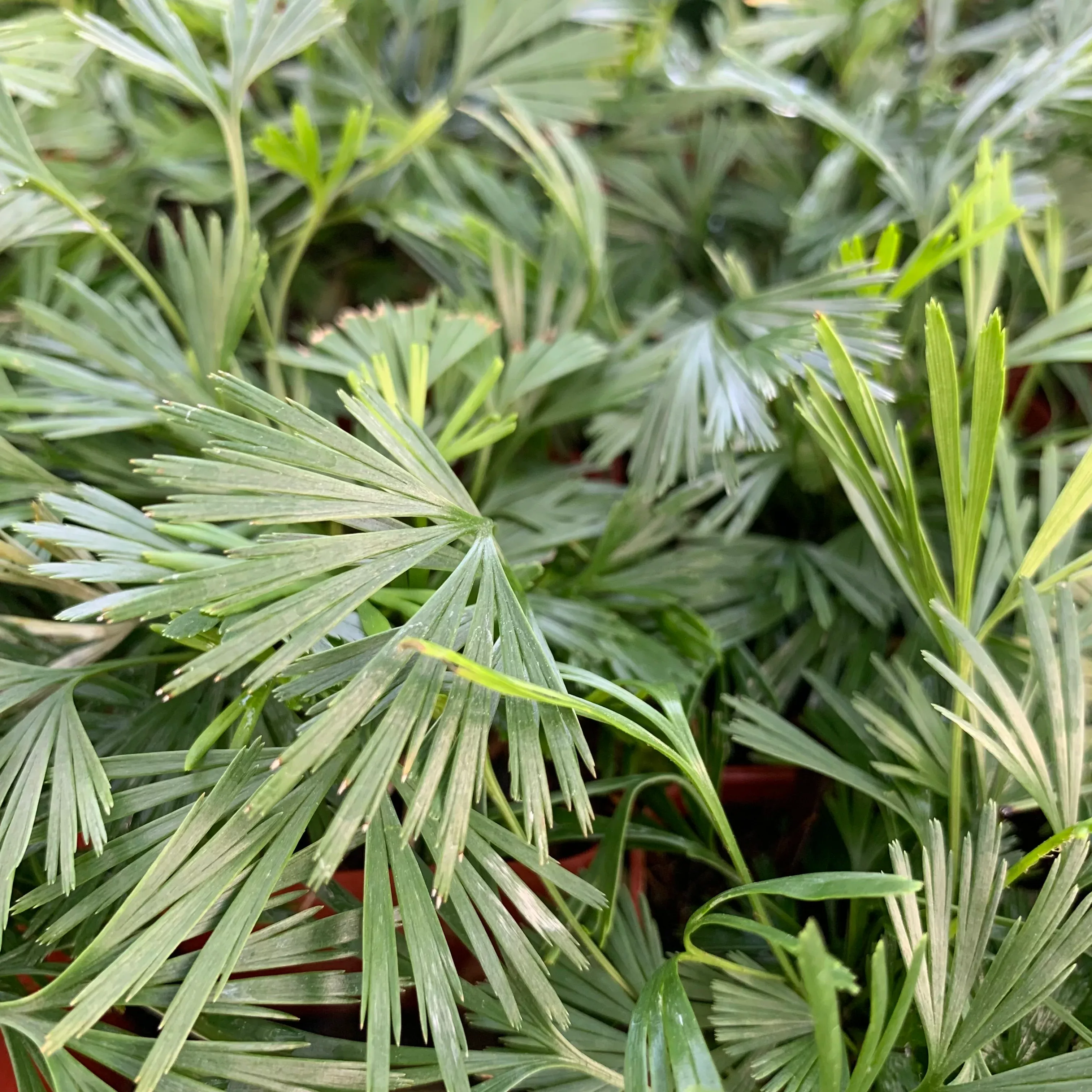 Actiniopteris australis (Eyelash Fern)