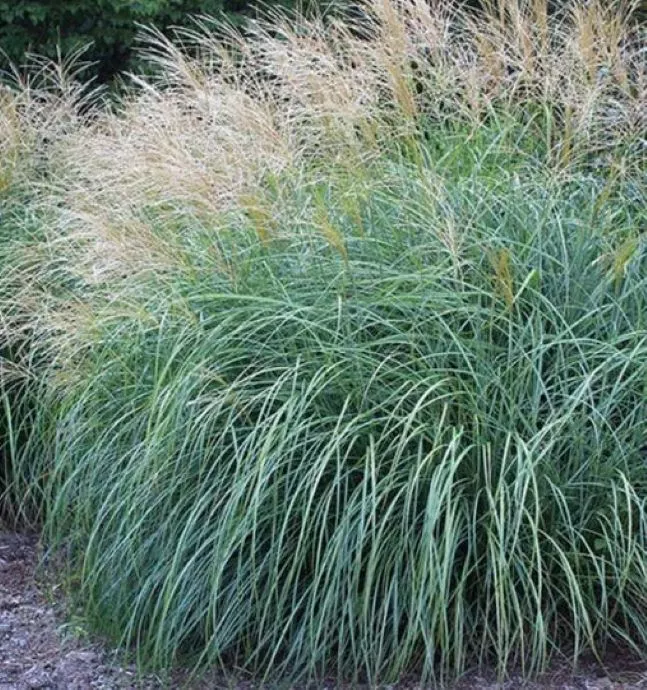 Adagio Maiden Grass