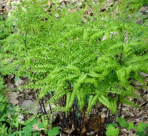 Adiantum pedatum (Maidenhair Fern)