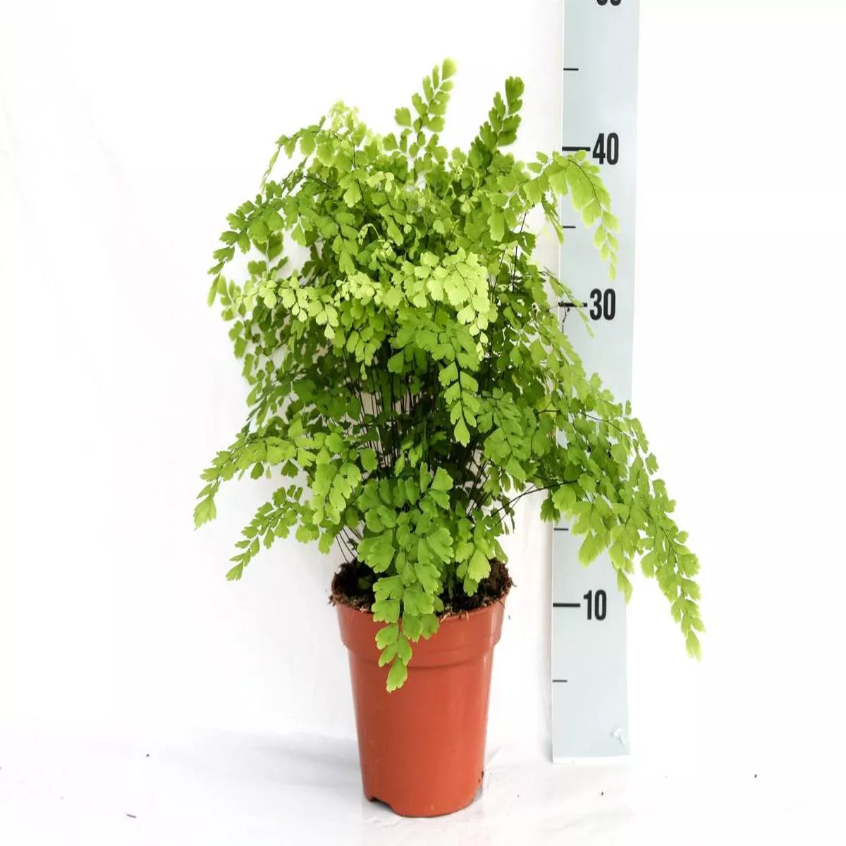 Adiantum raddianum Fragans P17