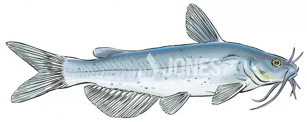 Adult Channel Catfish (Delivery Only - Order by the pound)