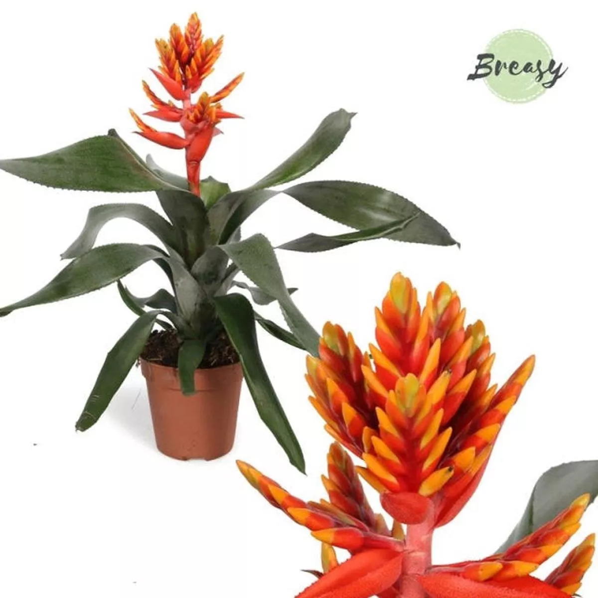 Aechmea Elegant Flame P12
