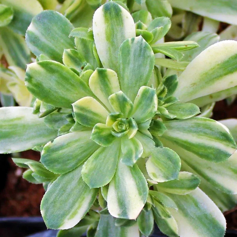 Aeonium Castello Paivae Variegata Plant Plug (Aeonium castello-paivae variegata) – Compact, Variegated Rosettes for Containers or Indoors.