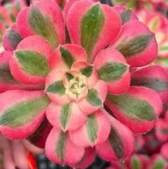Aeonium Pink Witch