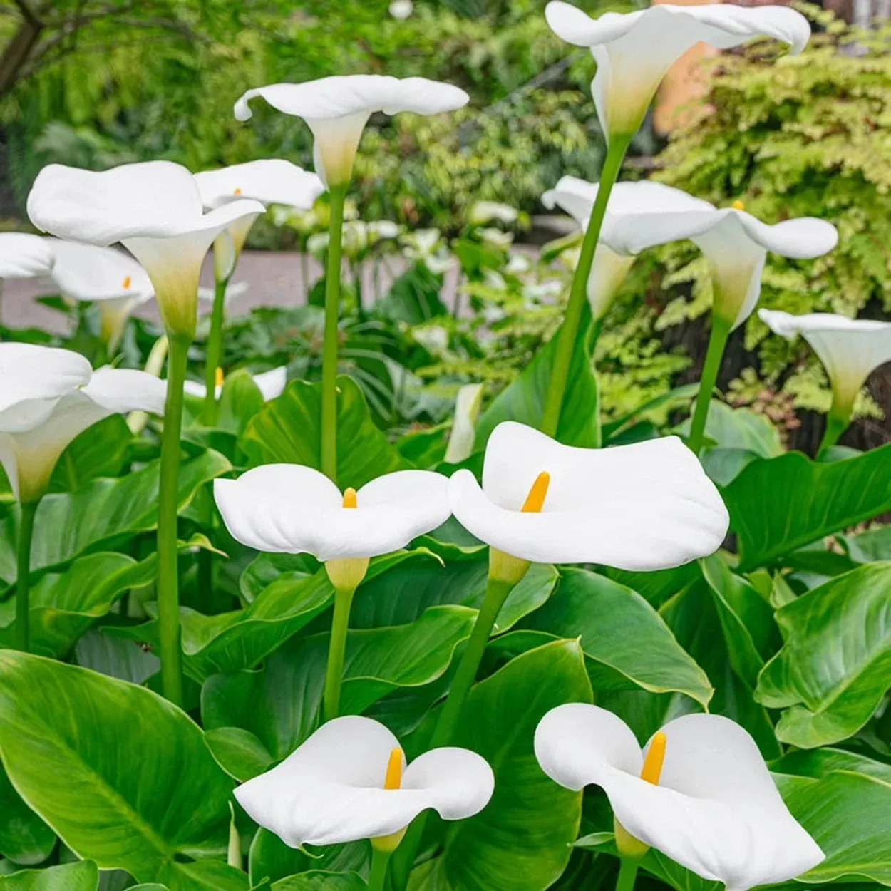Aethiopica Calla Lily