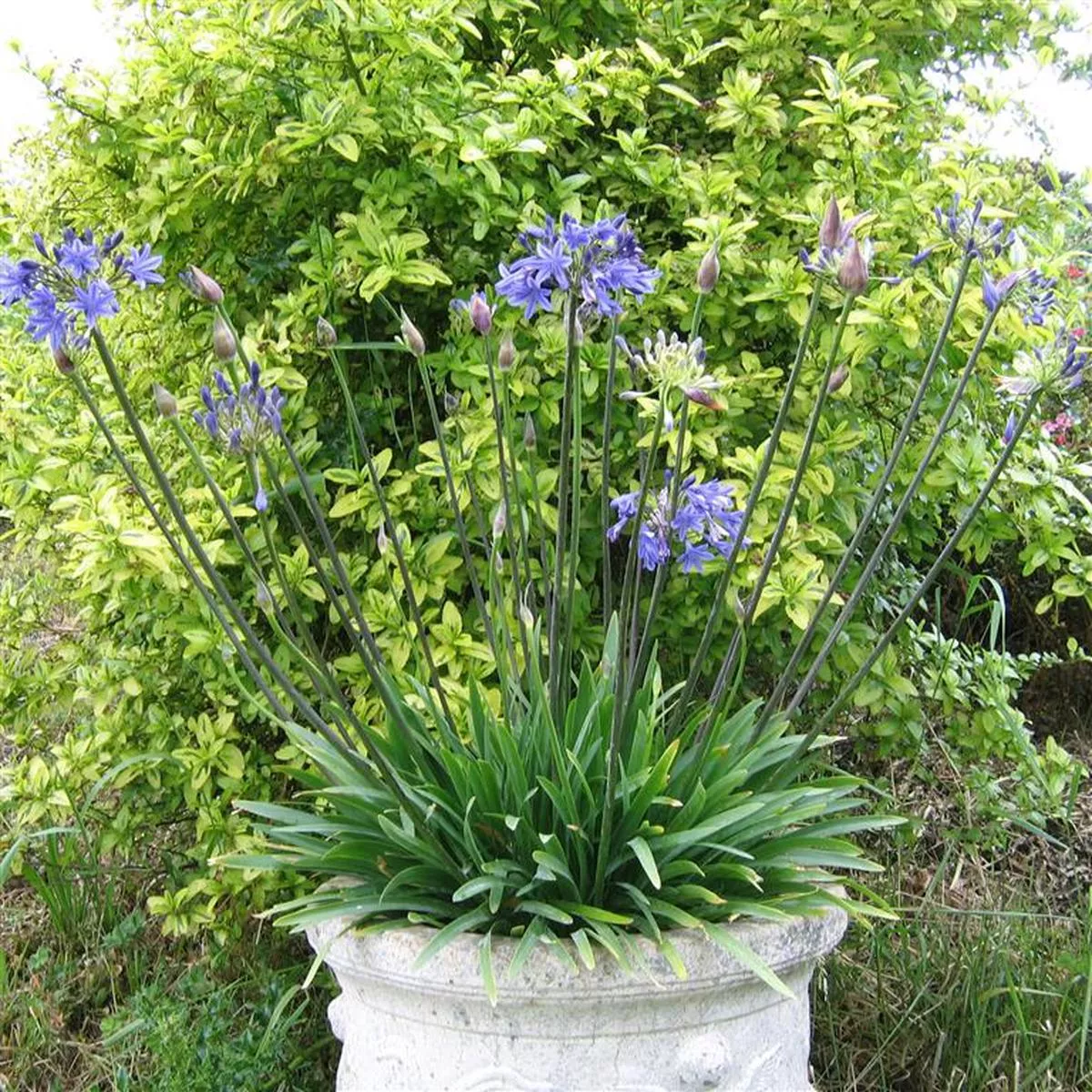 African Lily Agapanthus Lapis Lazuli (3Ltr Pot)