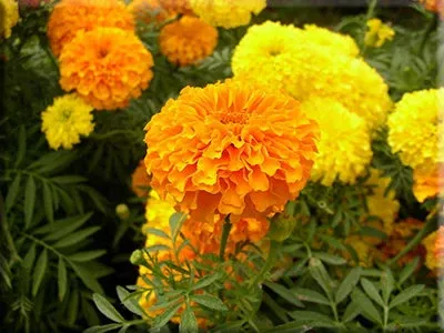 African Marigold