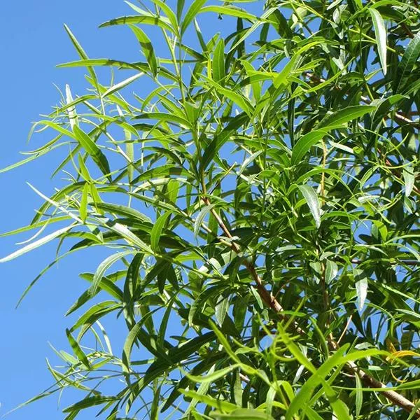 African Sumac