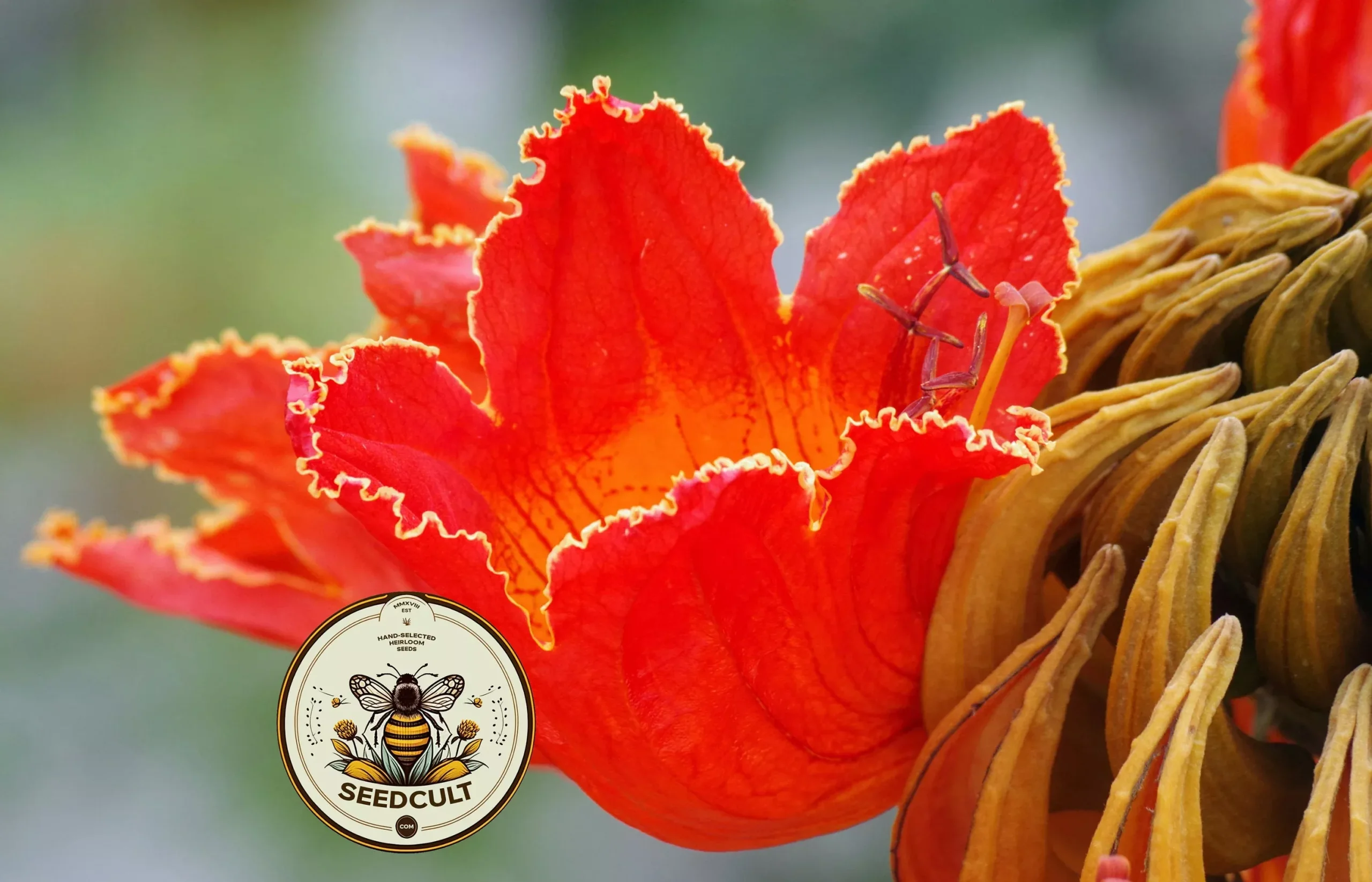 African Tulip Tree Seeds, Flame Tree, Spathodea Campanulata, ST8020