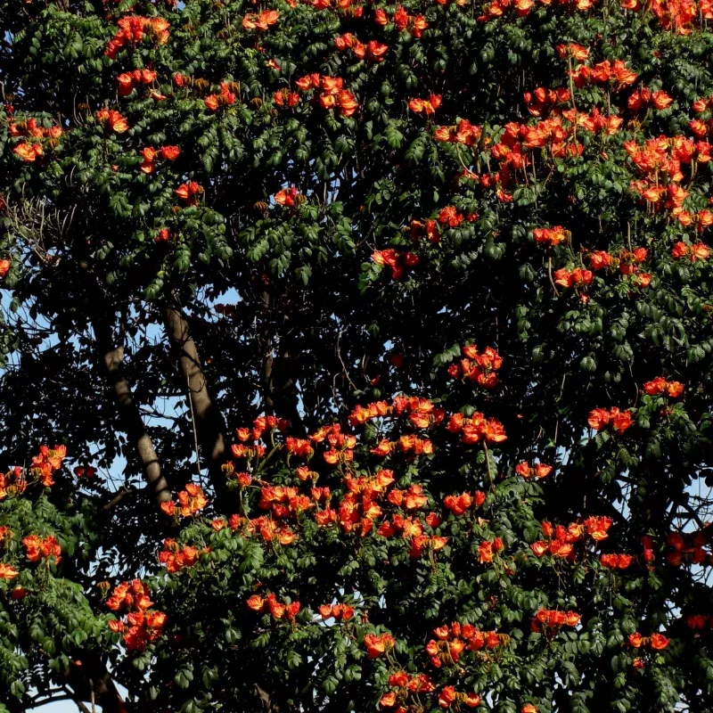 African Tuliptree Seeds (Spathodea campanulata) – Flame of the Forest, Fast-Growing Tropical Ornamental, Bell-Shaped Orange-Red Flower Clusters, Striking Shade Tree for Warm Climates