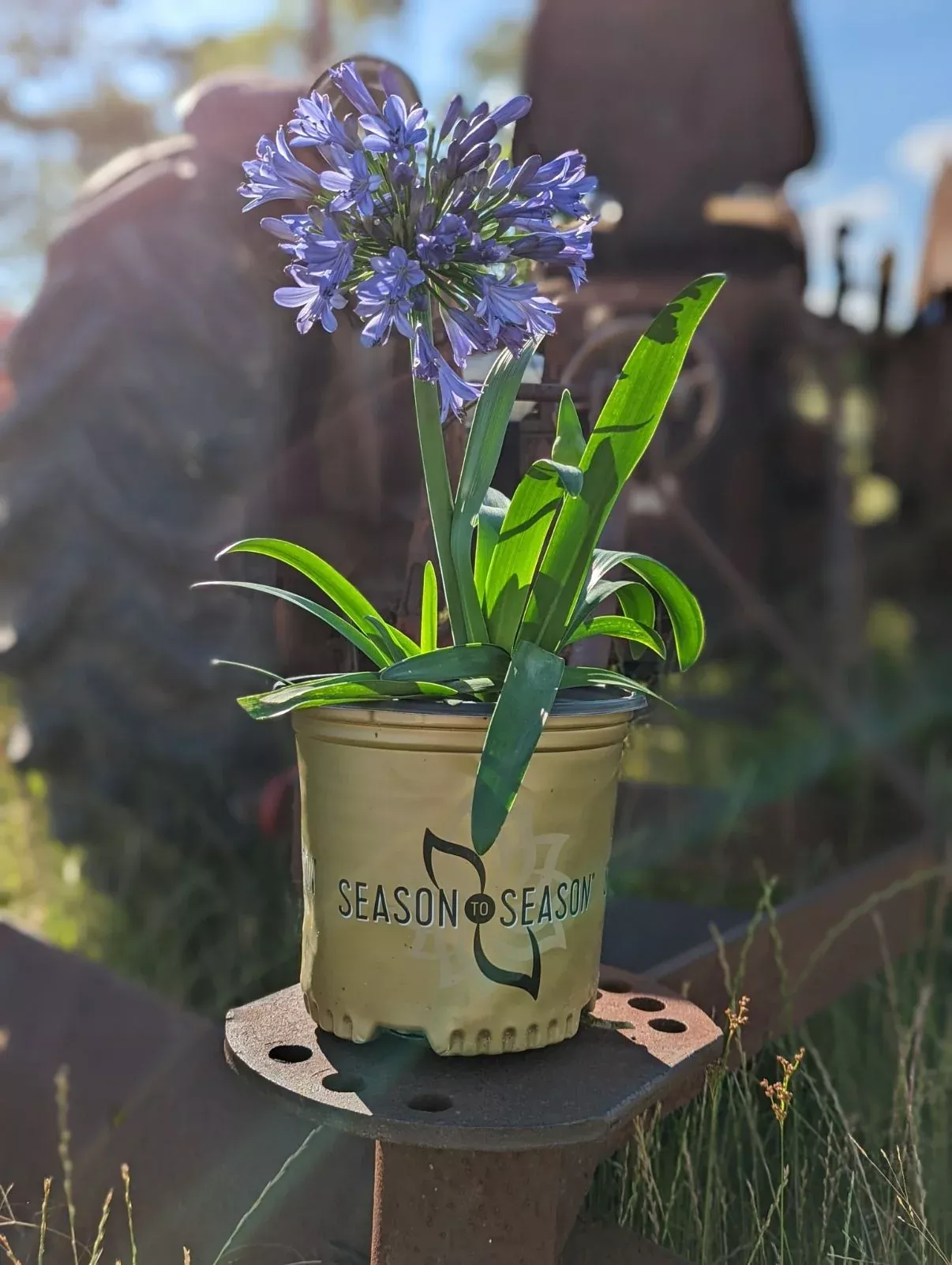 Agapanthus Straight A Barley Blue™ - 1 Gallon