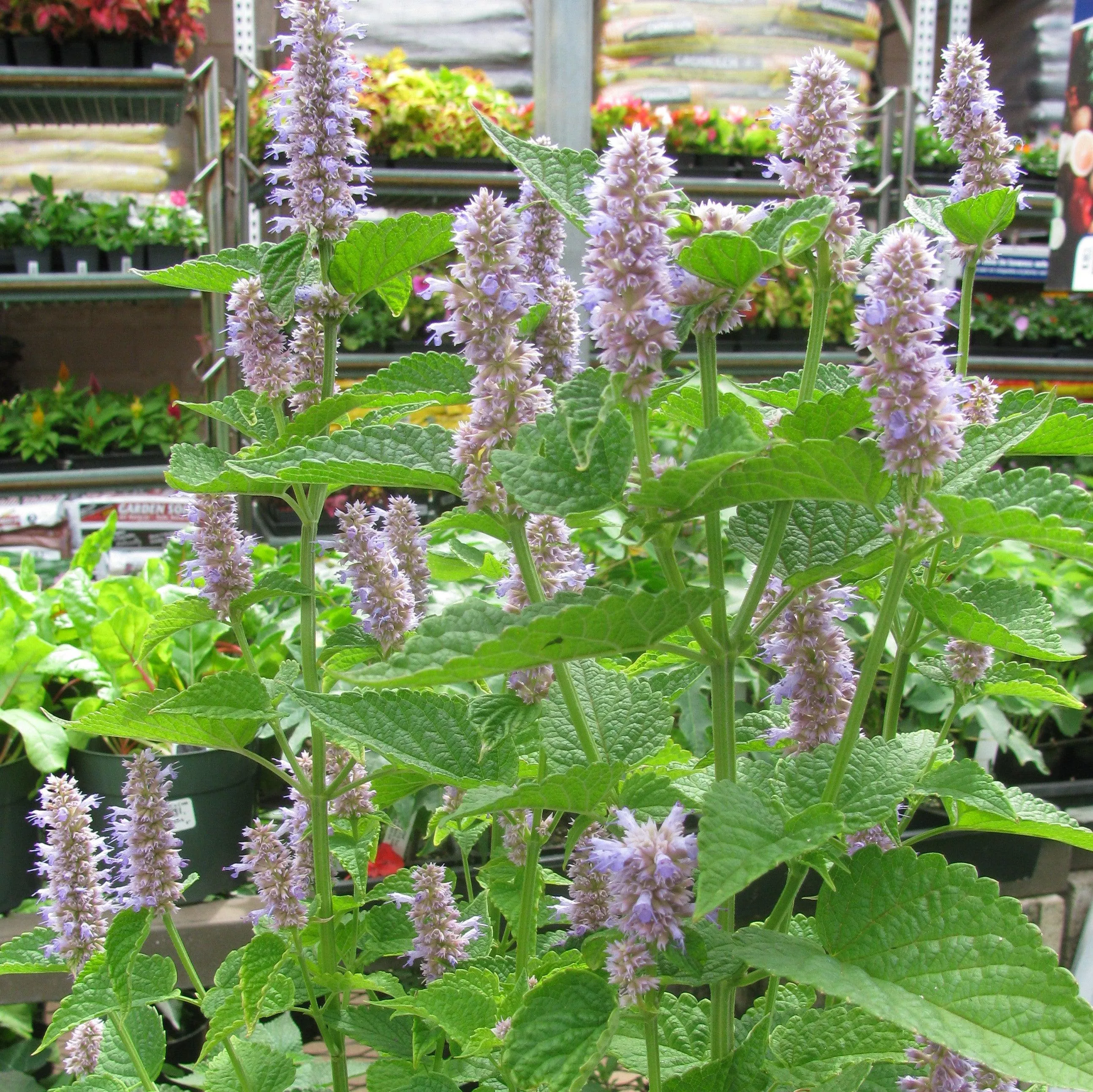 Agastache foeniculum- Anise Purple Hyssop