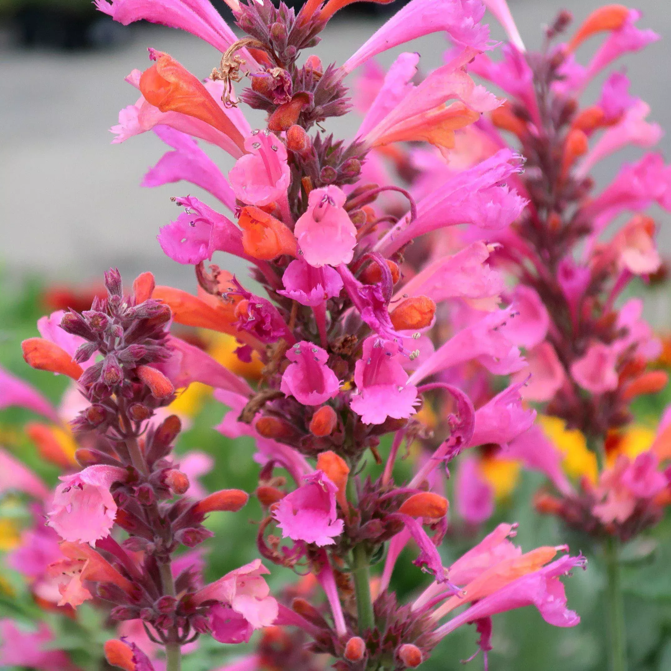 Agastache 'Kudos Ambrosia'-Kudos™ Ambrosia Hummingbird Mint, Hyssop