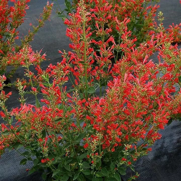 Agastache ‘Kudos Red’- Kudos™ Red Hummingbird Mint, Hyssop