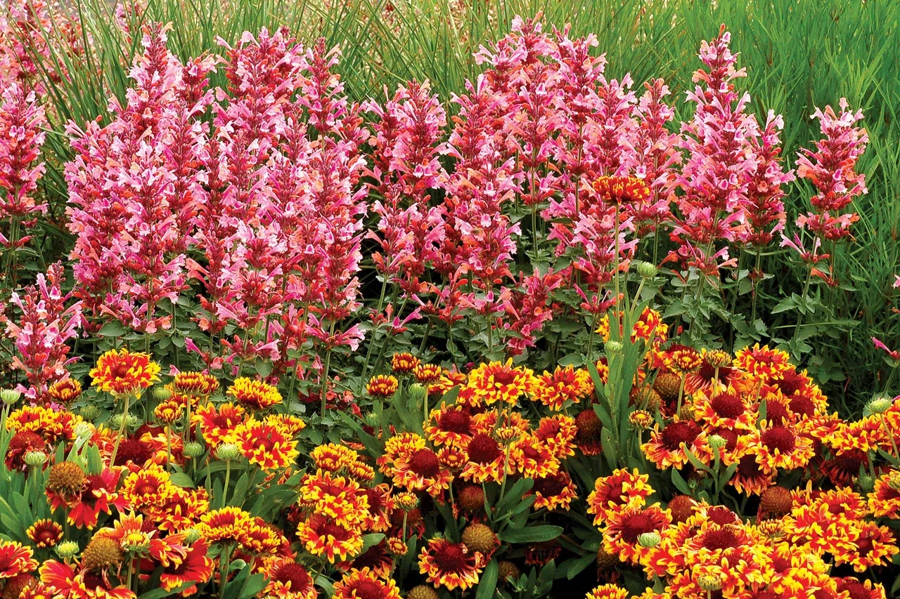 Agastache 'KUDOS™ Series Ambrosia'