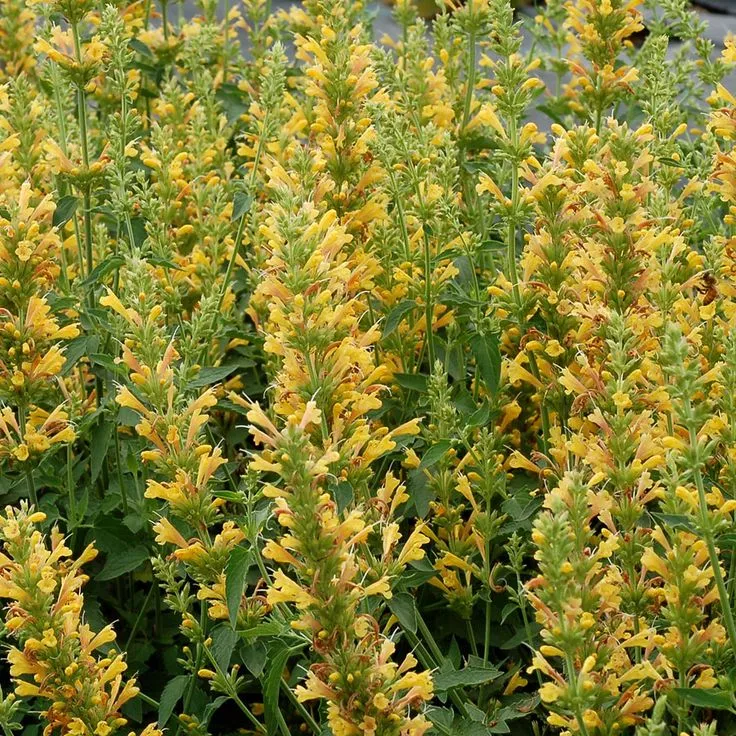 Agastache Kudos Yellow