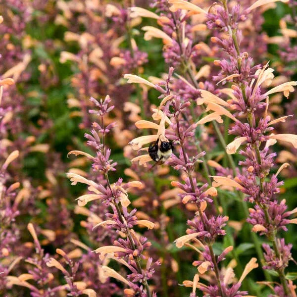 Agastache MEANT TO BEE™ 'Queen Nectarine'