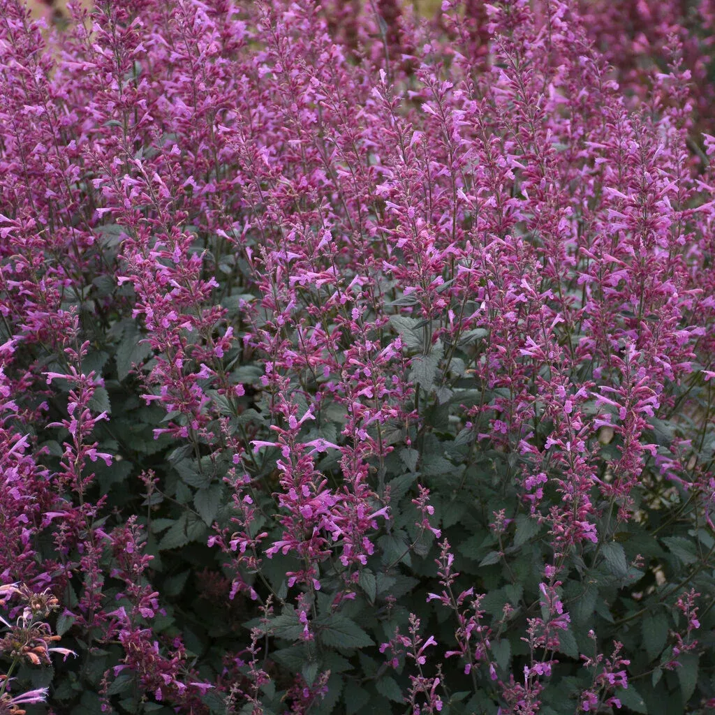 Agastache MEANT TO BEE™ 'Royal Raspberry'