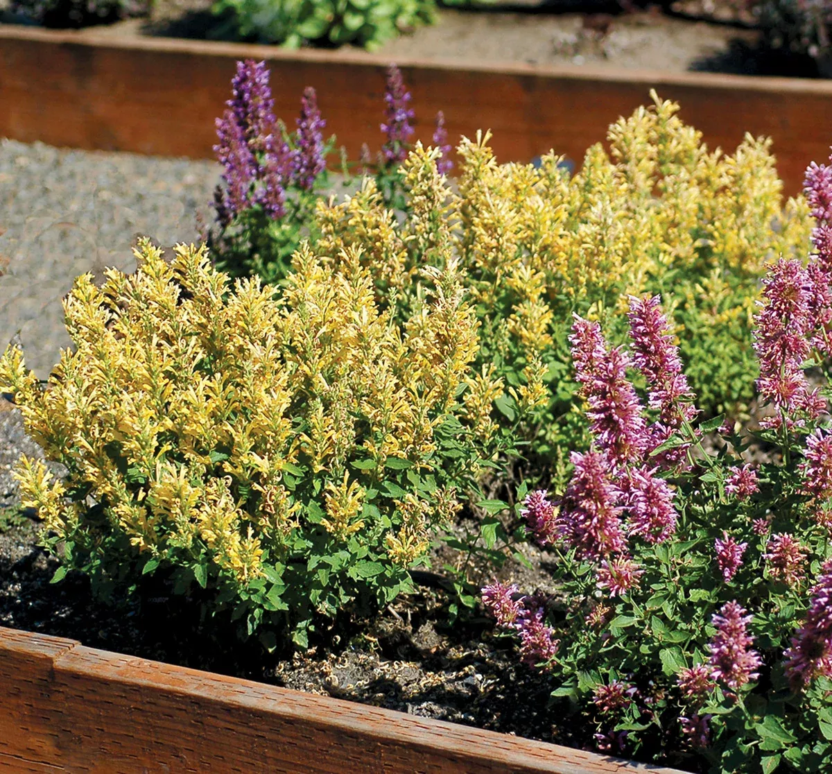 Agastache POQUITO™ 'Butter Yellow'