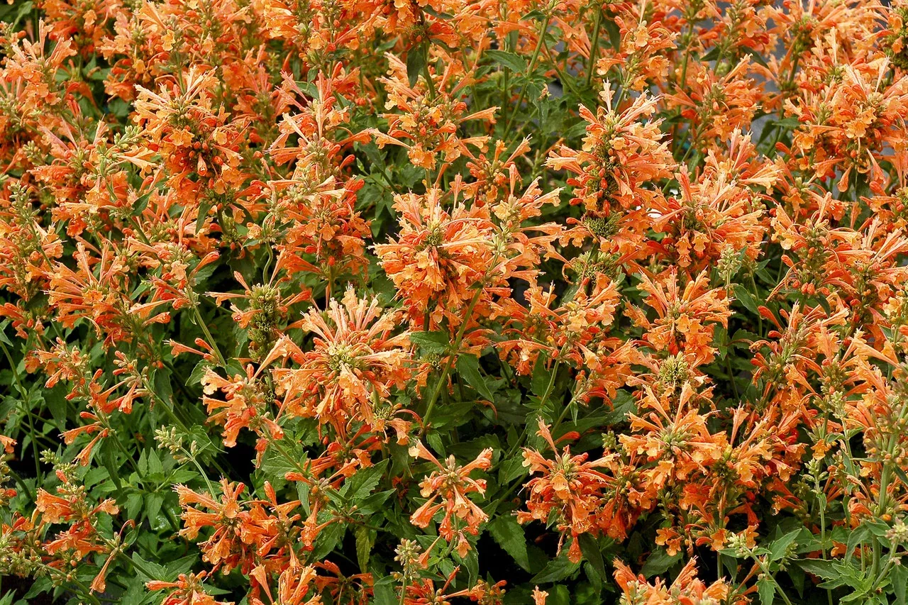 Agastache POQUITO™ Series 'Orange'