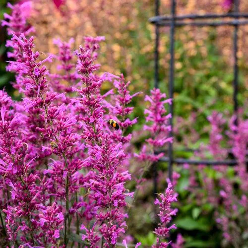 Agastache 'Royal Raspberry'- Meant to Bee Royal Raspberry Agastache