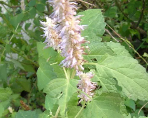 Agastache rugosa