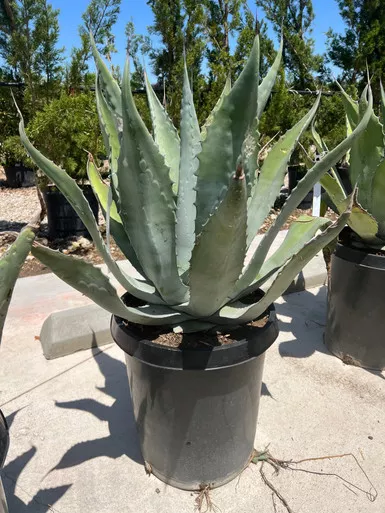Agave americana (Century Plant)