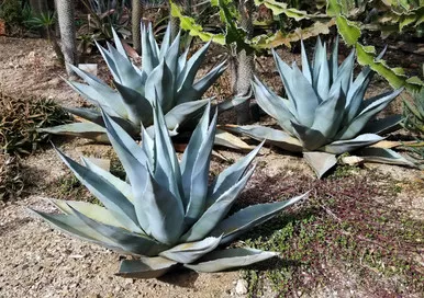 Agave havardina (Harvard Agave)