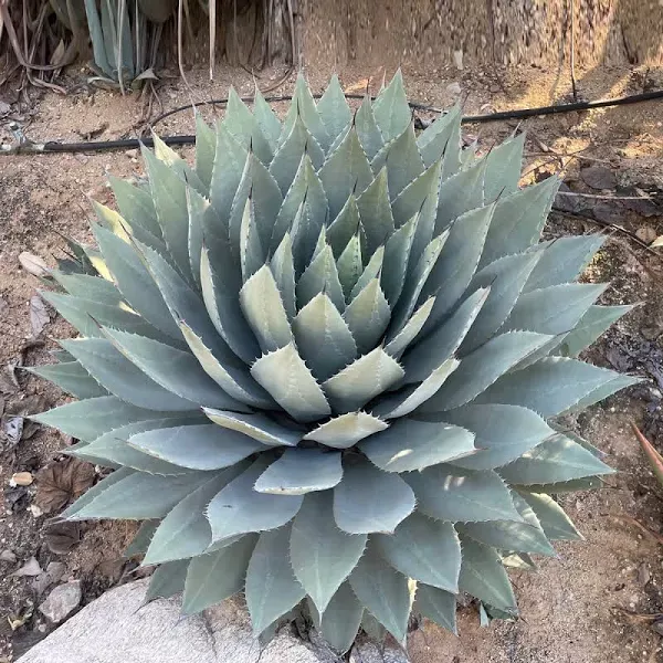 Agave Paryii