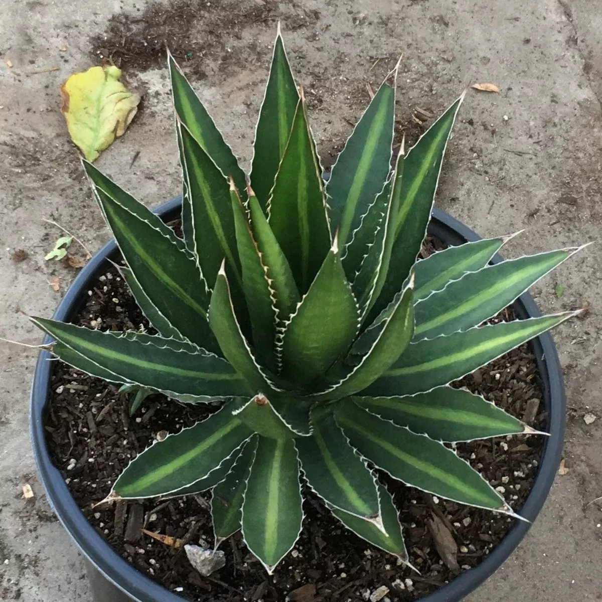 Agave Splendida