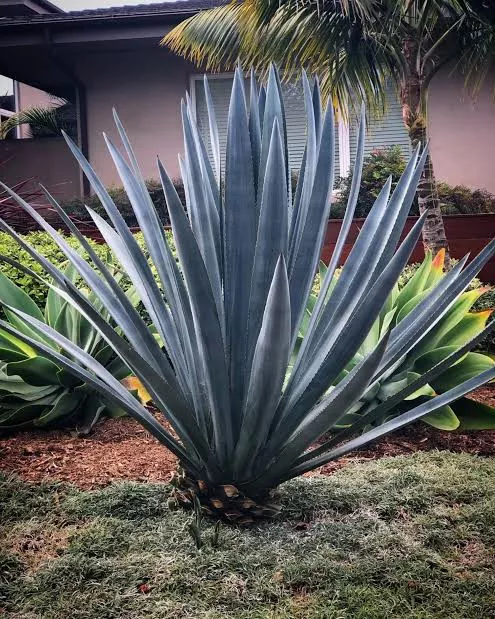 Agave Tequilana