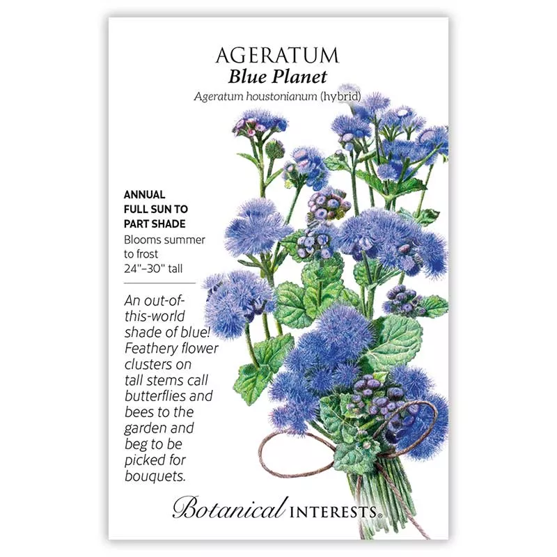 Ageratum 'Blue Planet' Hybrid