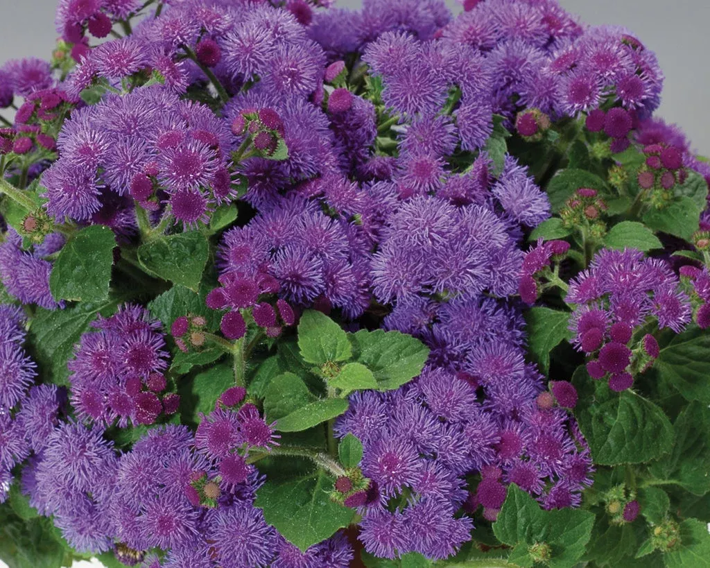 Ageratum hybrid 'Artist Blue'